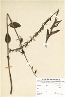 藏品(蘭科)的圖片